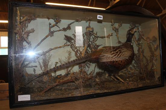 Cased pheasant